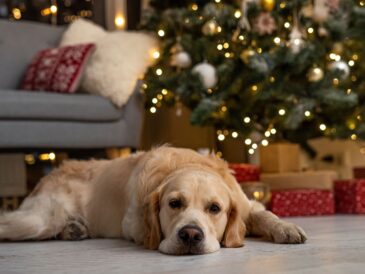 Christmas Pet Gift Guide 2025 [Adobe]