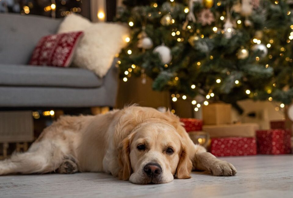 Christmas Pet Gift Guide 2025 [Adobe]